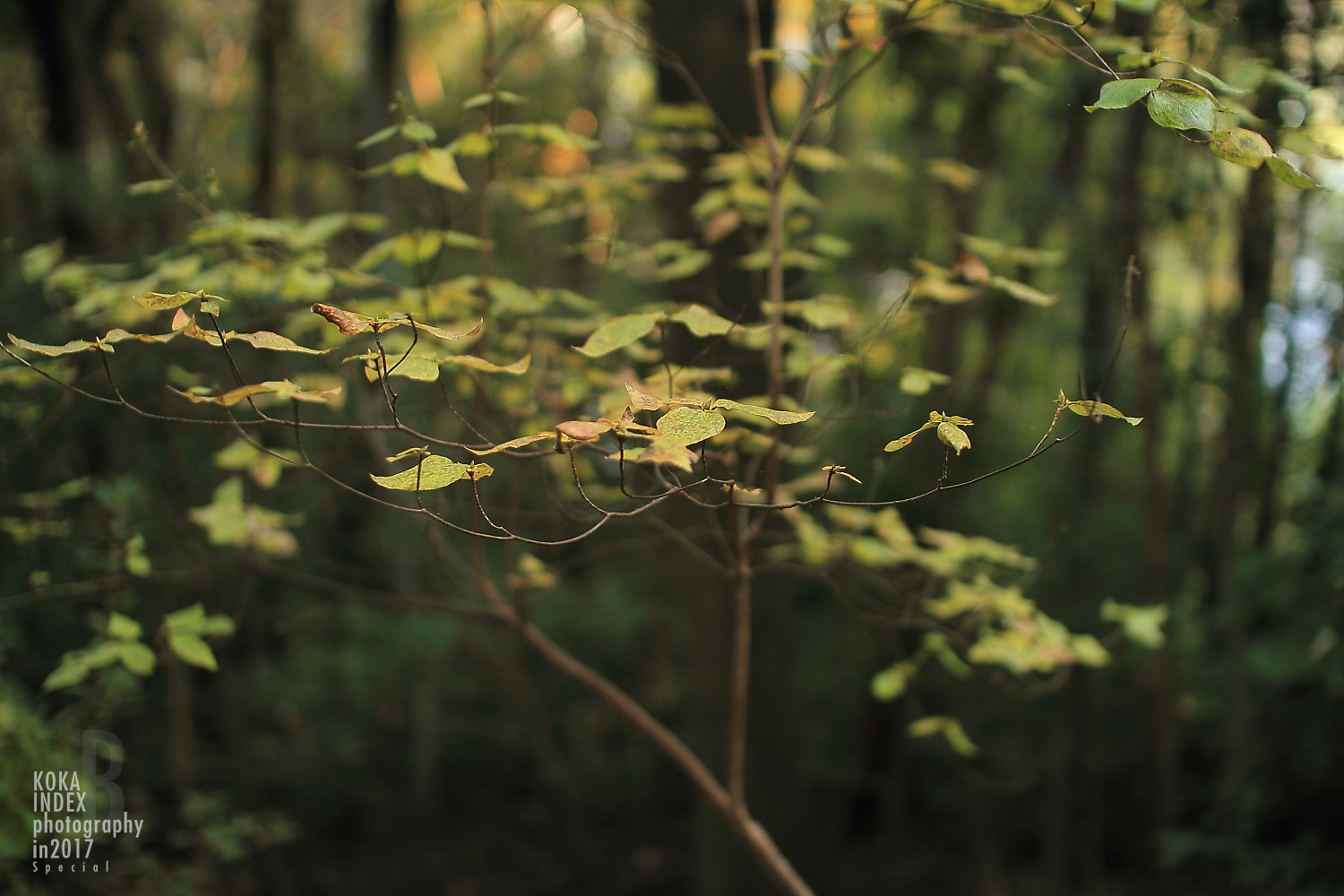 【Spectacular Views of Shiga】Taro-bo Shrine in Higashiomi Feels Like a Small Tibetan Temple(Potala Palace)