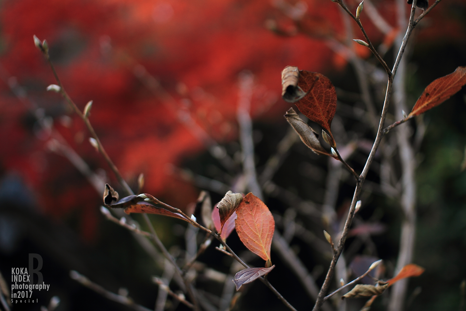 【Spectacular Views of Shiga】Taro-bo Shrine in Higashiomi Feels Like a Small Tibetan Temple(Potala Palace)