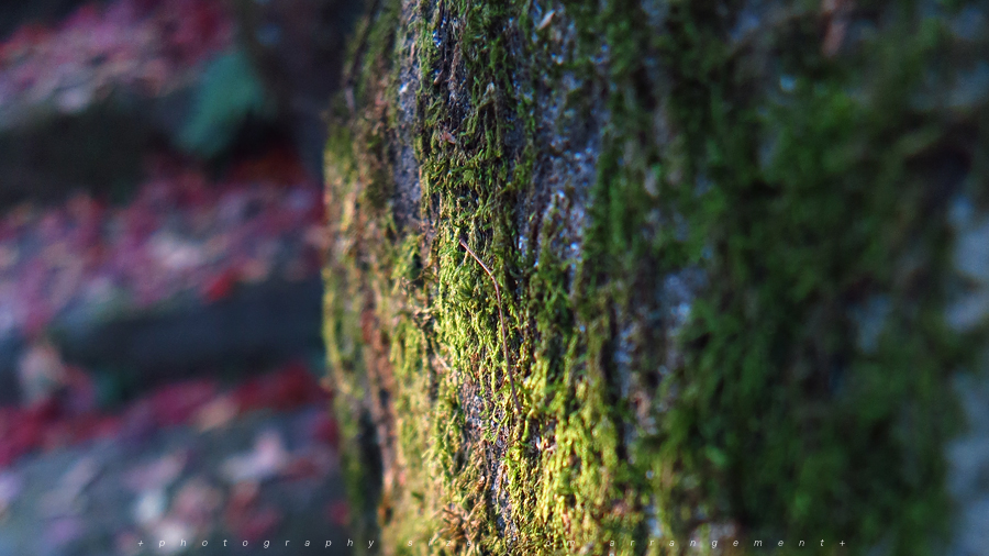 【Beyond Kyoto】 Kyorinbo a Quiet Autumn Expression of Wabi-Sabi in shiga_pref.