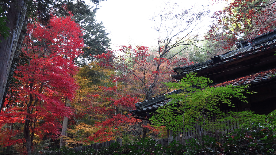 【Beyond Kyoto】 Kyorinbo a Quiet Autumn Expression of Wabi-Sabi in shiga_pref.