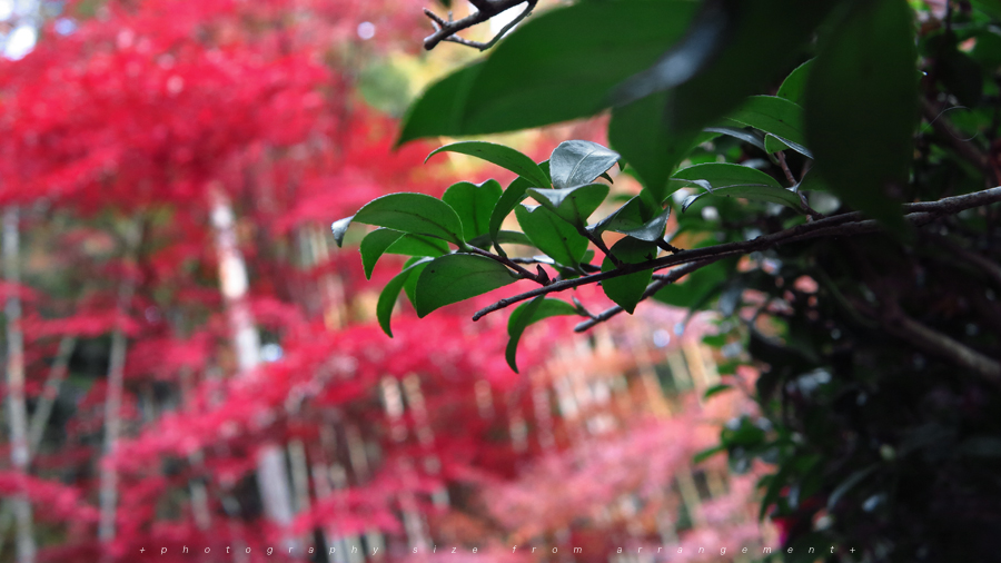 【Beyond Kyoto】 Kyorinbo a Quiet Autumn Expression of Wabi-Sabi in shiga_pref.