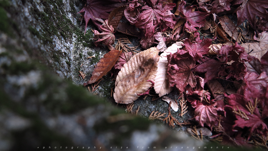 【Beyond Kyoto】 Kyorinbo a Quiet Autumn Expression of Wabi-Sabi in shiga_pref.