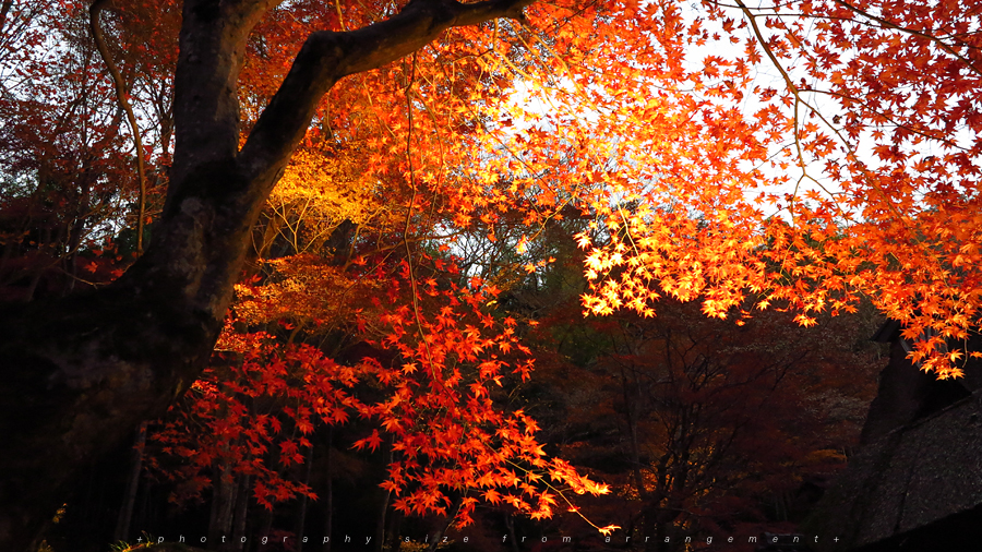 【Beyond Kyoto】 Kyorinbo a Quiet Autumn Expression of Wabi-Sabi in shiga_pref.