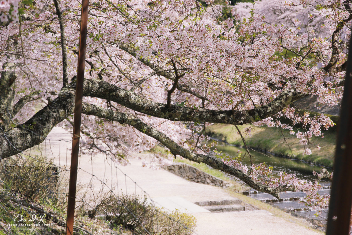 Pictures of River with 1000 cherry blossom trees in Japan.