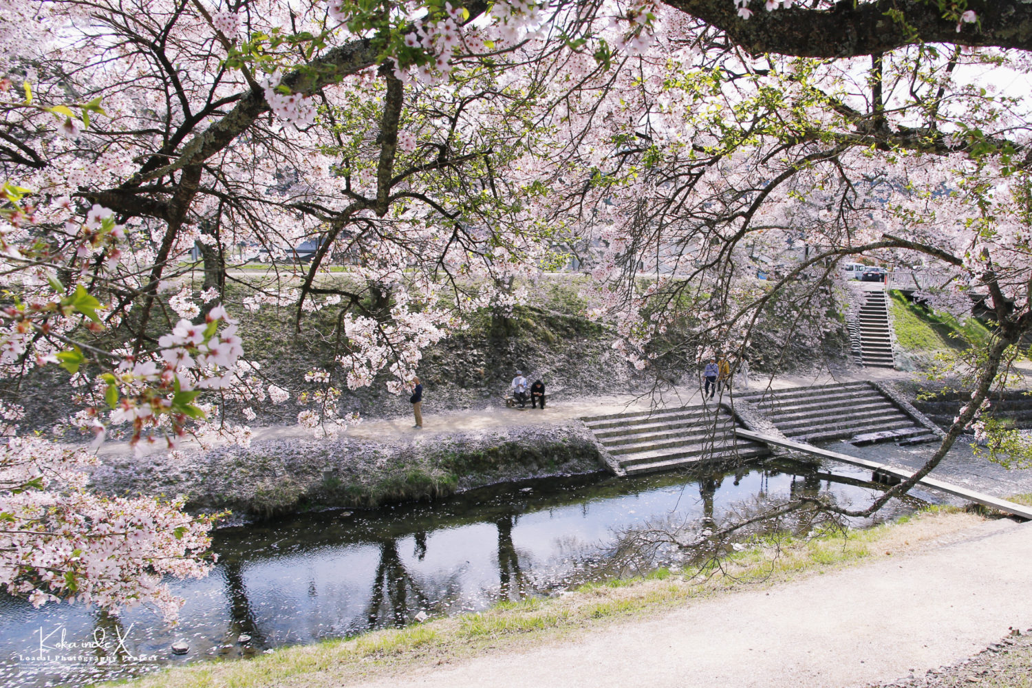 Pictures of River with 1000 cherry blossom trees in Japan.